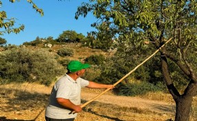 Datça bademinin hasadı başladı