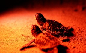 Didim'de caratta caretta mutluluğu