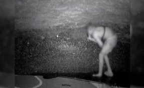 Fokları yuvasında rahatsız eden vandal fotokapana takıldı!