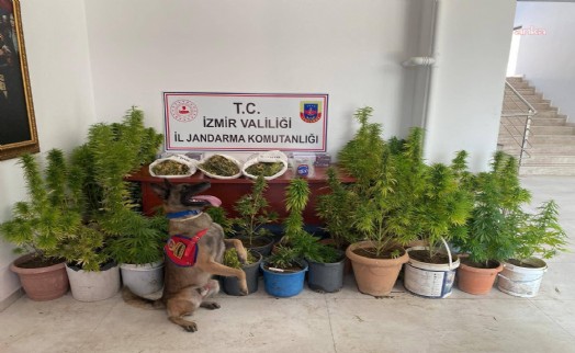 İzmir’de Jandarmadan uyuşturucu operasyonu: 8 kilo 339 gram esrar ele geçirildi