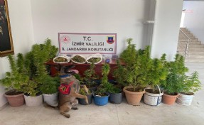 İzmir’de Jandarmadan uyuşturucu operasyonu: 8 kilo 339 gram esrar ele geçirildi