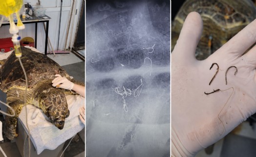 Kıyıya vuran caretta 'Enver' hayata tutundu