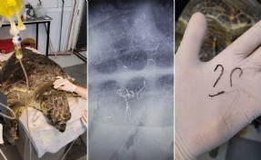 Kıyıya vuran caretta 'Enver' hayata tutundu