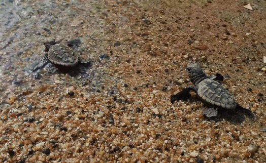Kuşadası’nda caretta caretta yavruları denizle buluştu