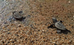 Kuşadası’nda caretta caretta yavruları denizle buluştu