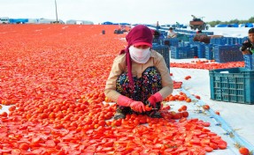 Manisa'nın domates kurutma mesaisi başladı