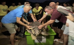 Tedavi edilen yaralı deniz kaplumbağası Kaan-19, doğal yaşam ortamına bırakıldı