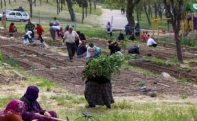 Toprakta hayat, sofrada bereket: Mahalle Bostanları’nda yaz hasadı