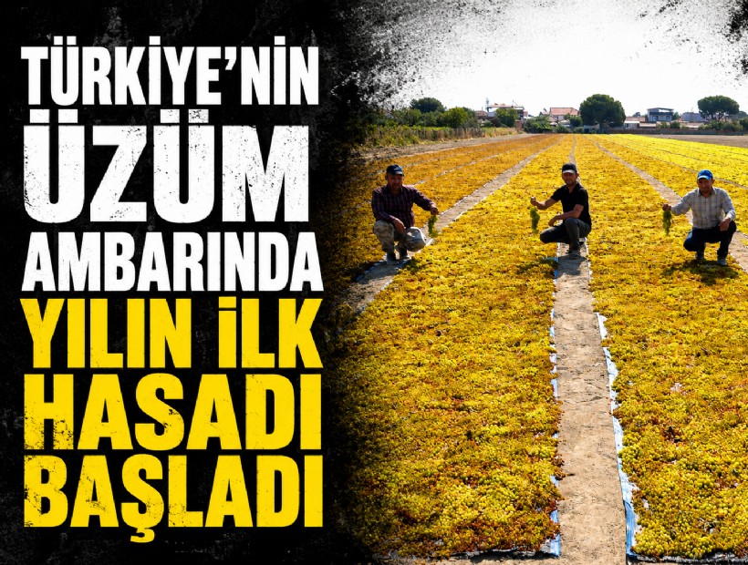 Türkiye'nin üzüm ambarı Manisa'da yılın ilk hasadı başladı