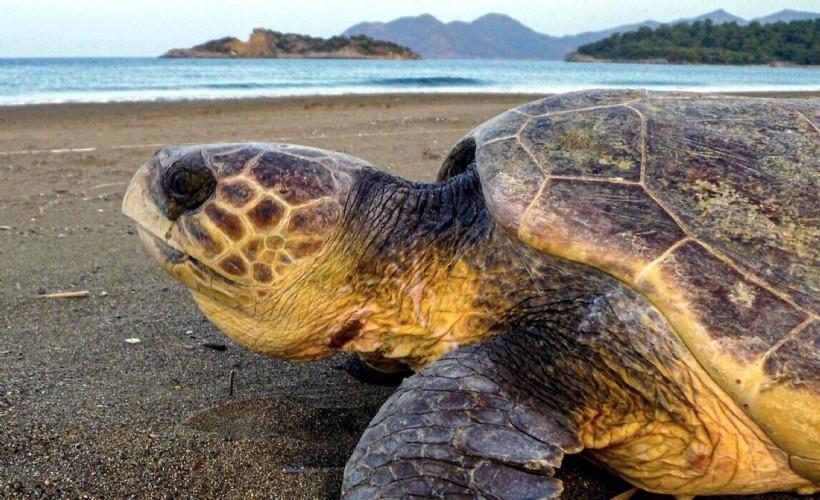 Uzmanından caretta caretta uyarısı: Yaklaşmayın, dokunmayın