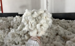 Aydın’da sezonun ilk pamuğunun kilosuna 100 TL
