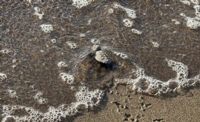 Bodrum'da 62 yavru caretta caretta denizle buluştu