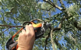 Buca Belediyesi’nden ücretsiz sertifikalı zeytin budama eğitimi