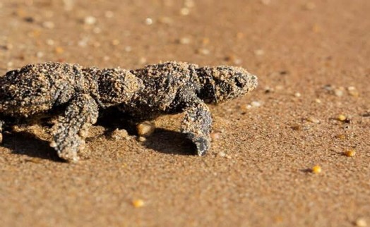Didim’de 11 yuvadan çıkan 476 caretta caretta yavrusu denizle buluştu