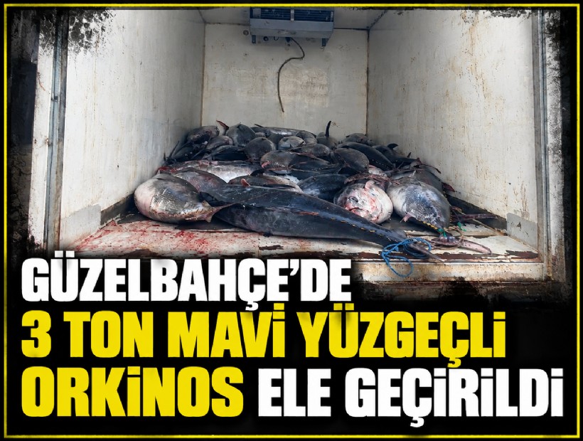 Güzelbahçe'de 3 ton mavi yüzgeçli orkinos ele geçirildi