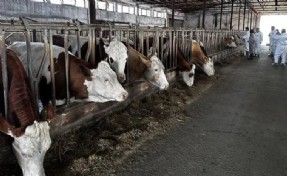 İzmir'de şap alarmı: ‘Hareketler durdurulmalı’