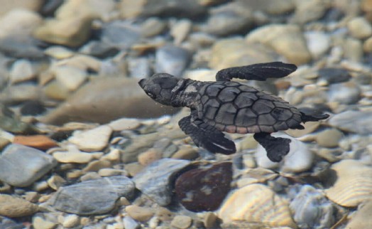 Kuşadası’nda son 2 günde 214 caretta caretta yavrusu daha denizle buluştu