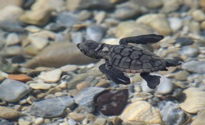 Kuşadası’nda son 2 günde 214 caretta caretta yavrusu daha denizle buluştu