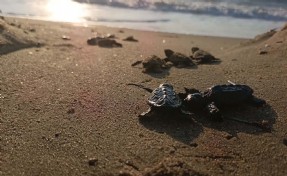 Kuşadası’nda yuvada sıkışan 22 caretta caretta yavrusu denizle buluşturuldu