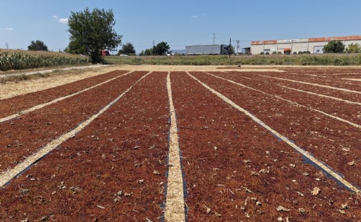 Manisa'da kurumaya bırakılan üzümler renk cümbüşü oluşturdu