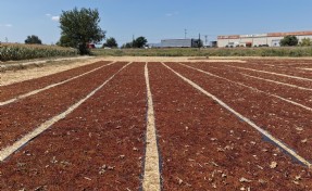 Manisa'da kurumaya bırakılan üzümler renk cümbüşü oluşturdu