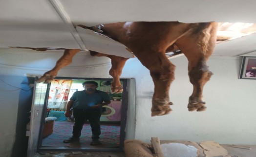 Nazilli’de çatıya düşen dana salon tavanında sıkıştı