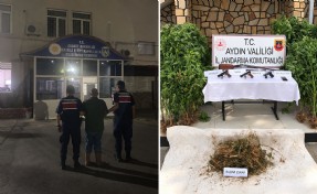 Ormanda kenevir yetiştirirken suçüstü yakalandı