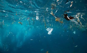 Plastik artışındaki yükseliş ekosistemi tehdit ediyor!