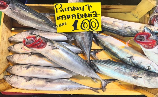Vira Bismillah sonrası tezgahlar doldu: Palamut 100 lira