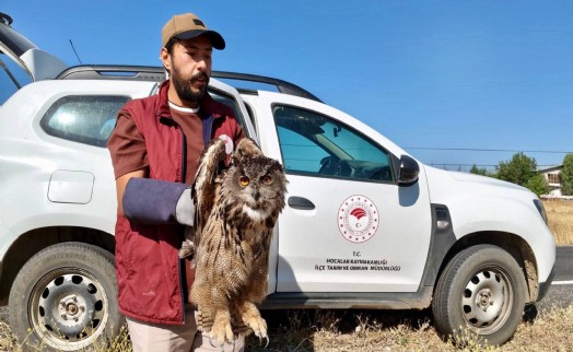 Yaralı puhu kuşu korumaya alındı