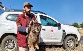 Yaralı puhu kuşu korumaya alındı
