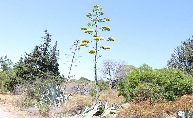 'Agave' bitkisi Foça'da da bulundu