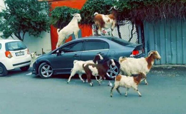 Ahırdan kaçan keçiler araçlara zarar verdi