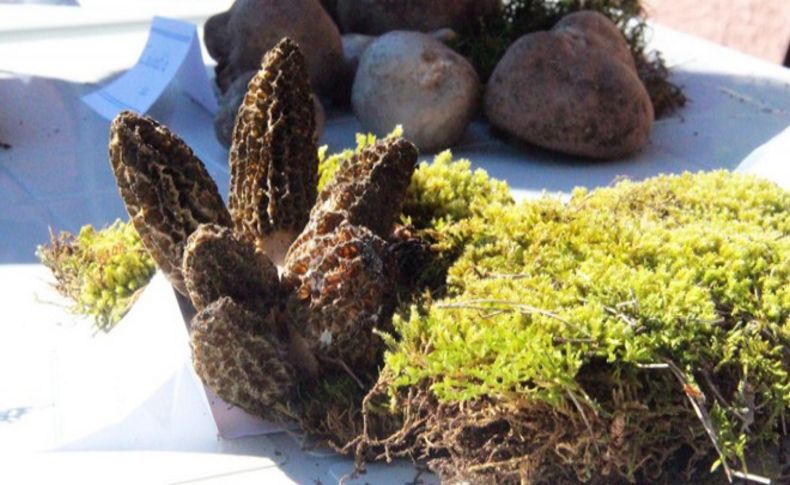 Bergama'da mantar sevenleri buluşturan festival