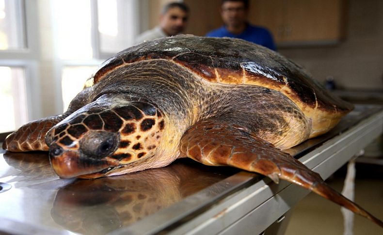 Bostanlı sahilinde caretta caretta operasyonu