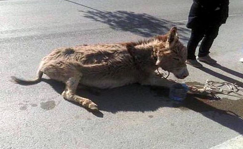 'Buğday', ölü doğum yaptı