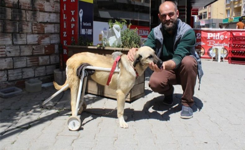 Duyarlı esnaftan felçli köpeğe yürüteç