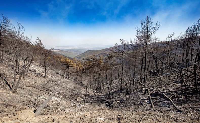 'Ormanİzmir' buluşması için hazırlıklar tamam