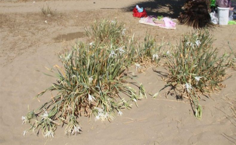 'Pamucak'ta kum zambakları yok oluyor' uyarısı