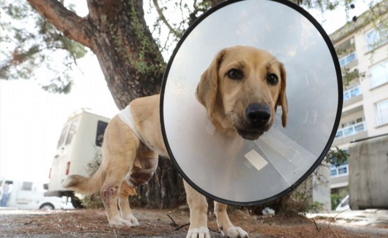 'Şanslı' 4 köpeğin saldırısından şans eseri kurtuldu