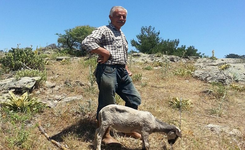 'Yalnız Efe' lakaplı çiftçi Ahmet Karaçam, 11 yıllık arazi mücadelesini kazandı