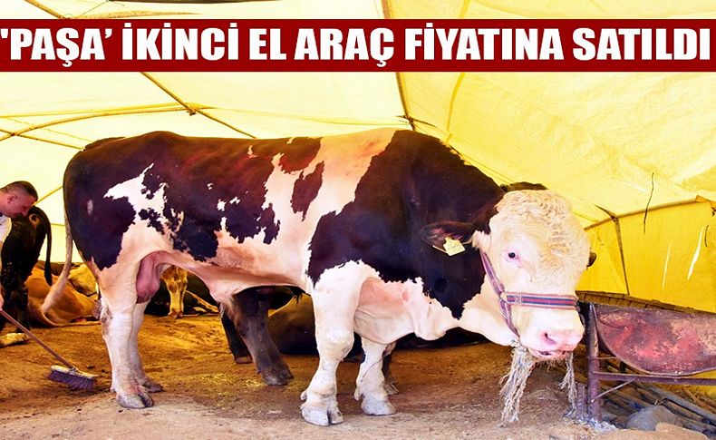 1 ton 100 kiloluk 'Paşa' ikinci el otomobil fiyatına satıldı