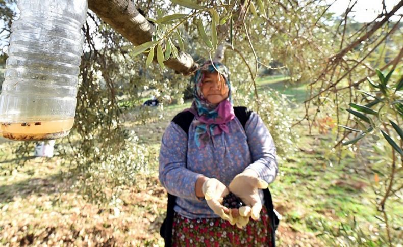 10 bin zeytin ağacı böyle kurtuldu