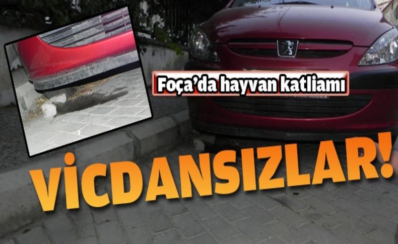 10 kediyi fare zehirli kıymayla zehirlediler