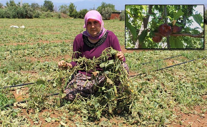 15 dakikalık sağanak ve dolu tarım arazilerini vurdu