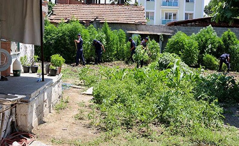 150 kilo kenevir ile yakalandı: 'Kendim içmek için ektim'