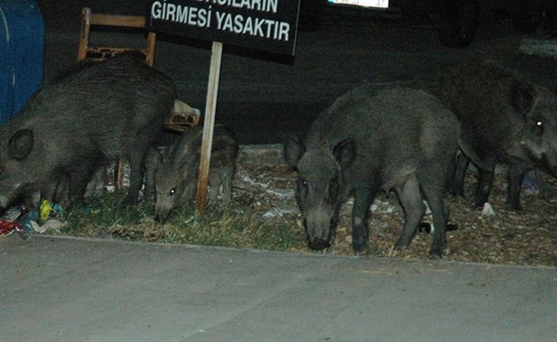 Muğla'da 16 yaşındaki Emircan'a domuzlar saldırdı