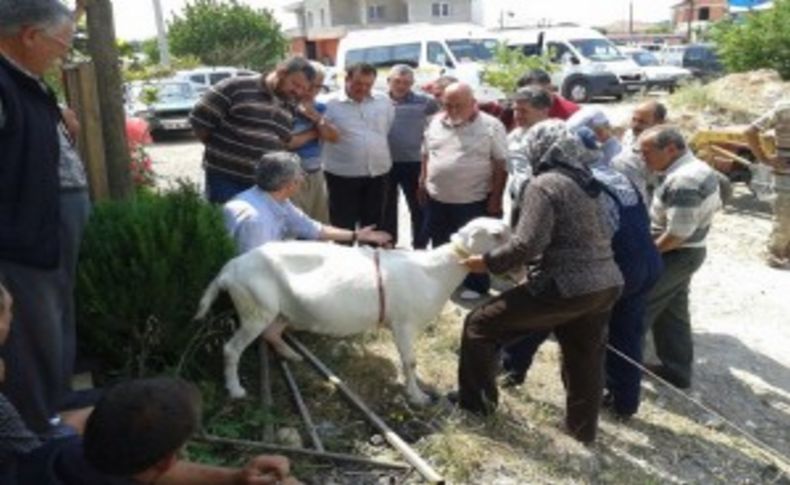 Urla’da Sakız Koyunu yaygınlaştırma çalışmaları