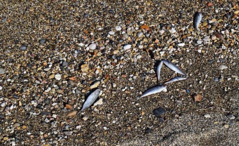 İzmir'de ölü balıklar kıyıya vurdu