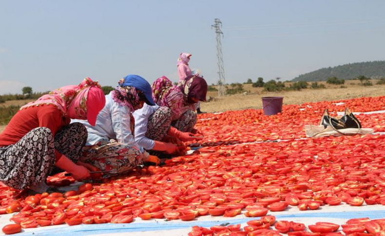 Torbalı, kurutulmuş domates üretim ve ihracatında payını artırıyor